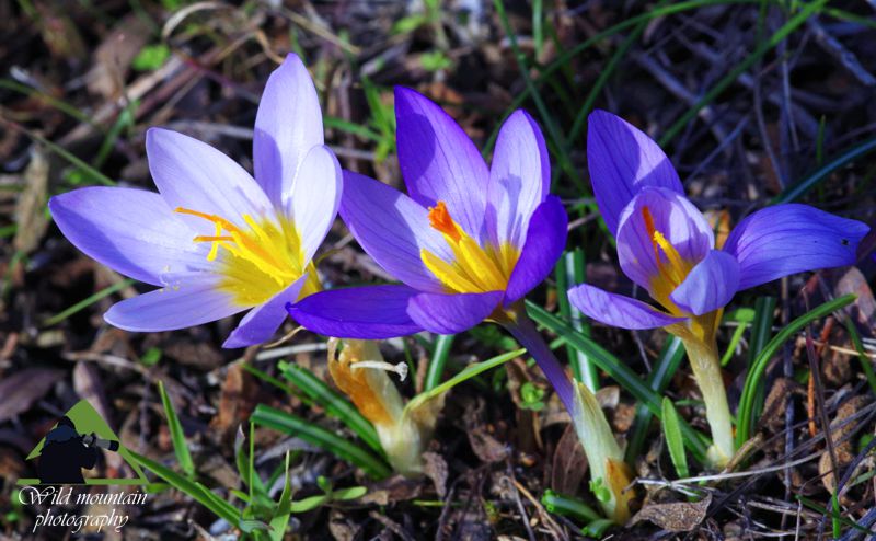 Πεντέλη topoguide