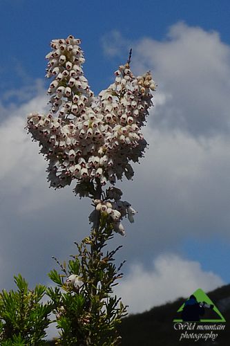 Πεντέλη topoguide