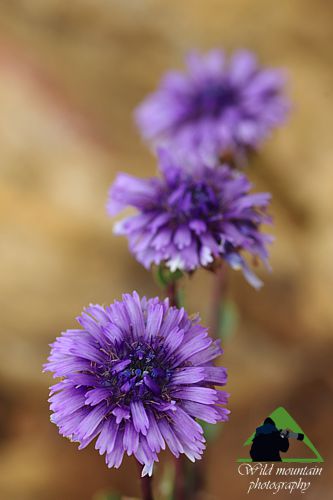 Πεντέλη topoguide