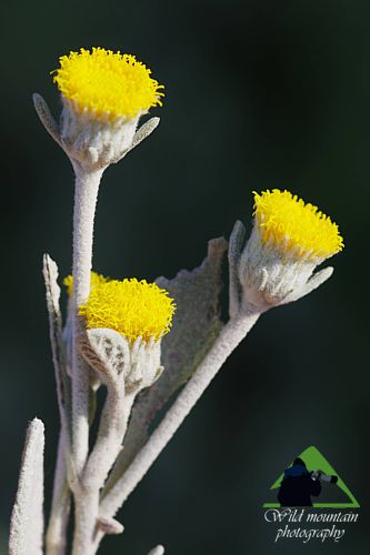 Πεντέλη topoguide