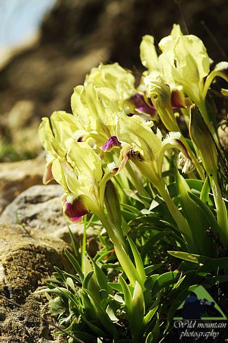 Πεντέλη topoguide