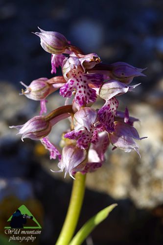 Πεντέλη topoguide