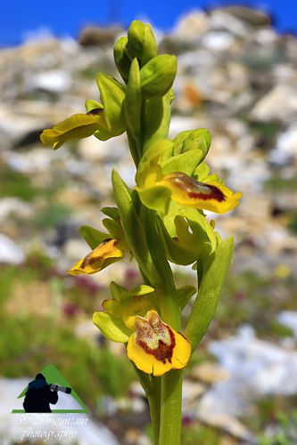 Πεντέλη topoguide