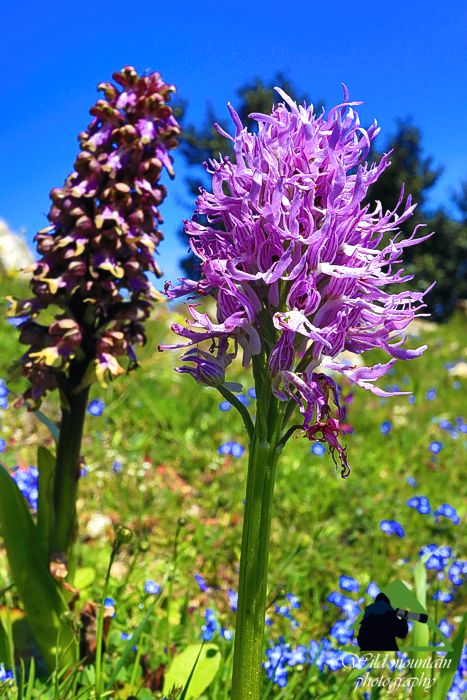 Πεντέλη topoguide