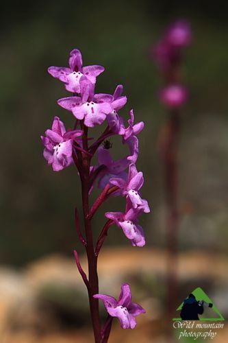 Πεντέλη topoguide