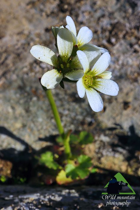 Πεντέλη topoguide