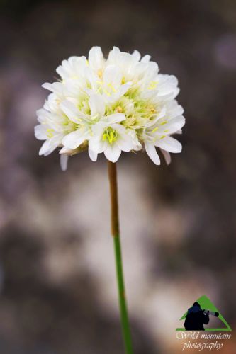 Πεντέλη topoguide