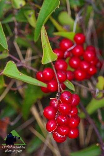 Πεντέλη topoguide