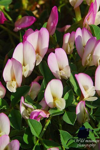 Πεντέλη topoguide