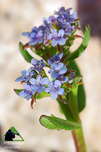 Πεντέλη topoguide
