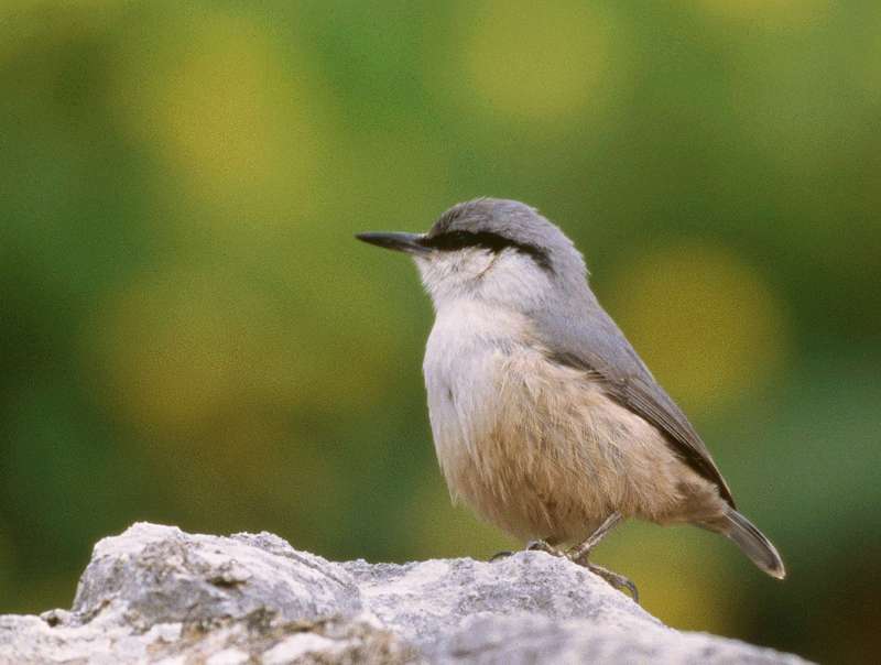 Πεντέλη topoguide: Βραχοτσομπανάκος Sitta neumayer