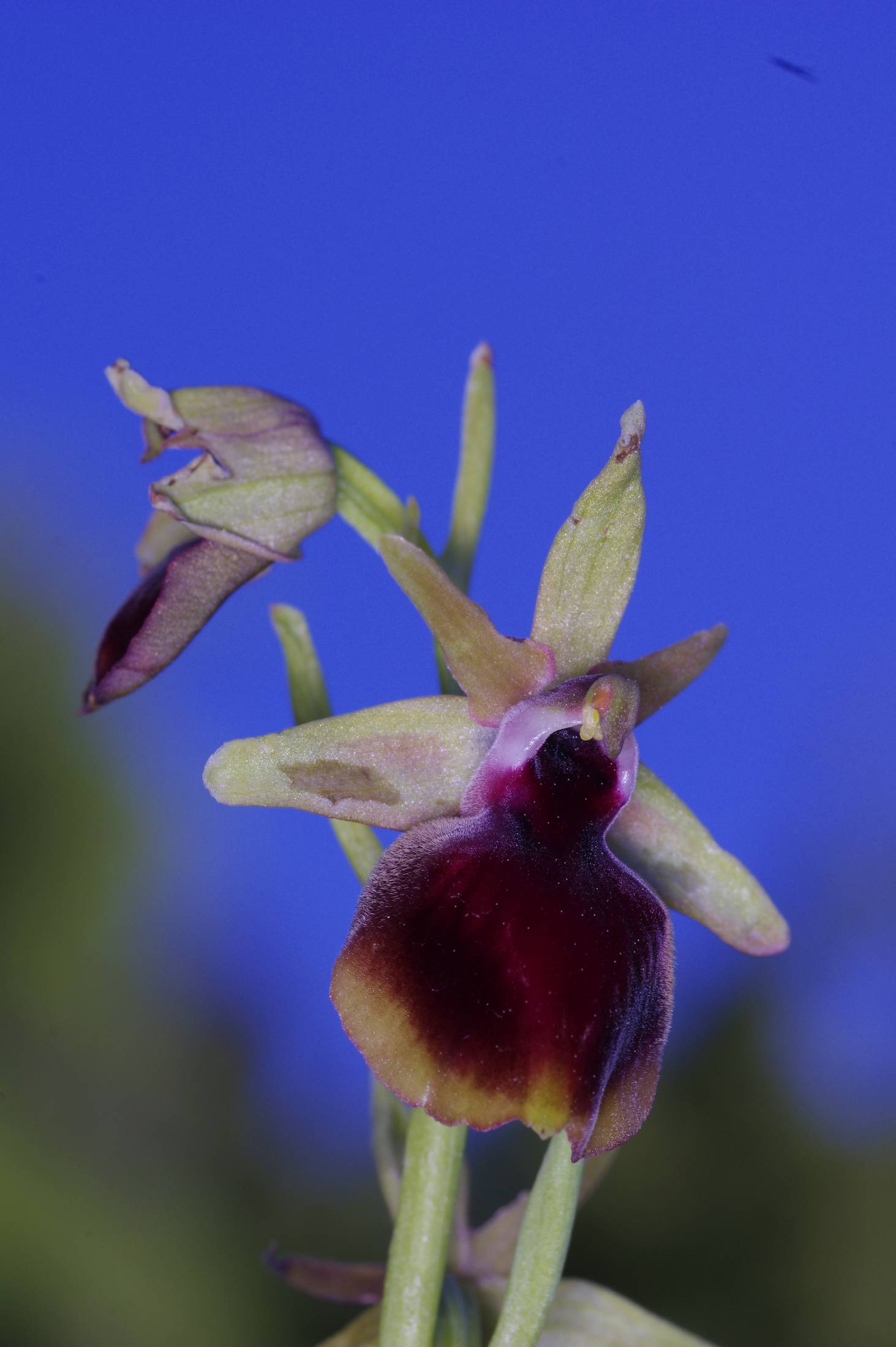 Ophrys helenae