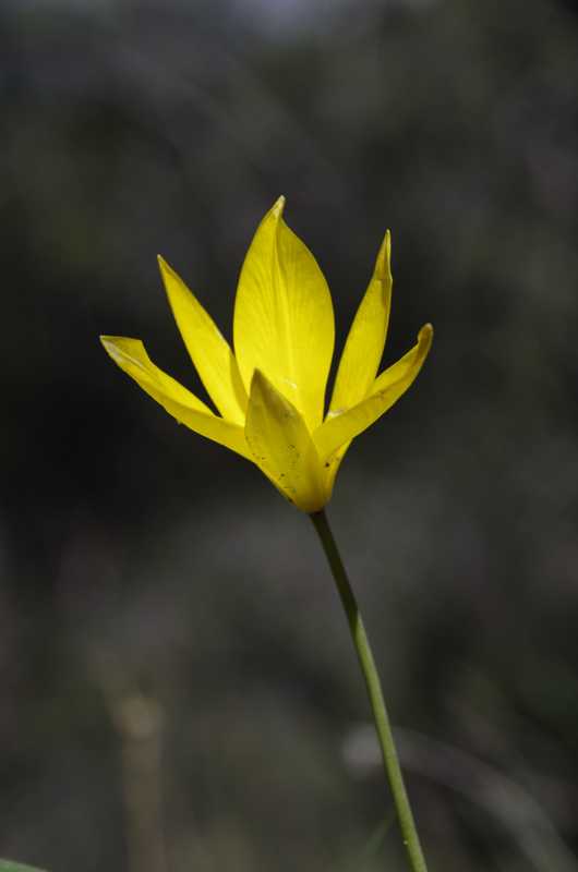 Tulipa sylvestris