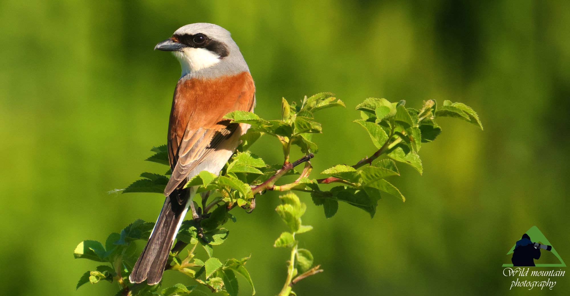 Γράμμος, οι ορεινοί κήποι: Αετομάχος (Lanius collurio)