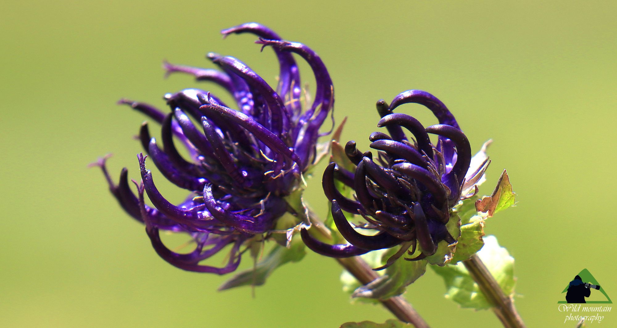 Η χλωρίδα του Γράμμου: Phyteuma pseudorbiculare