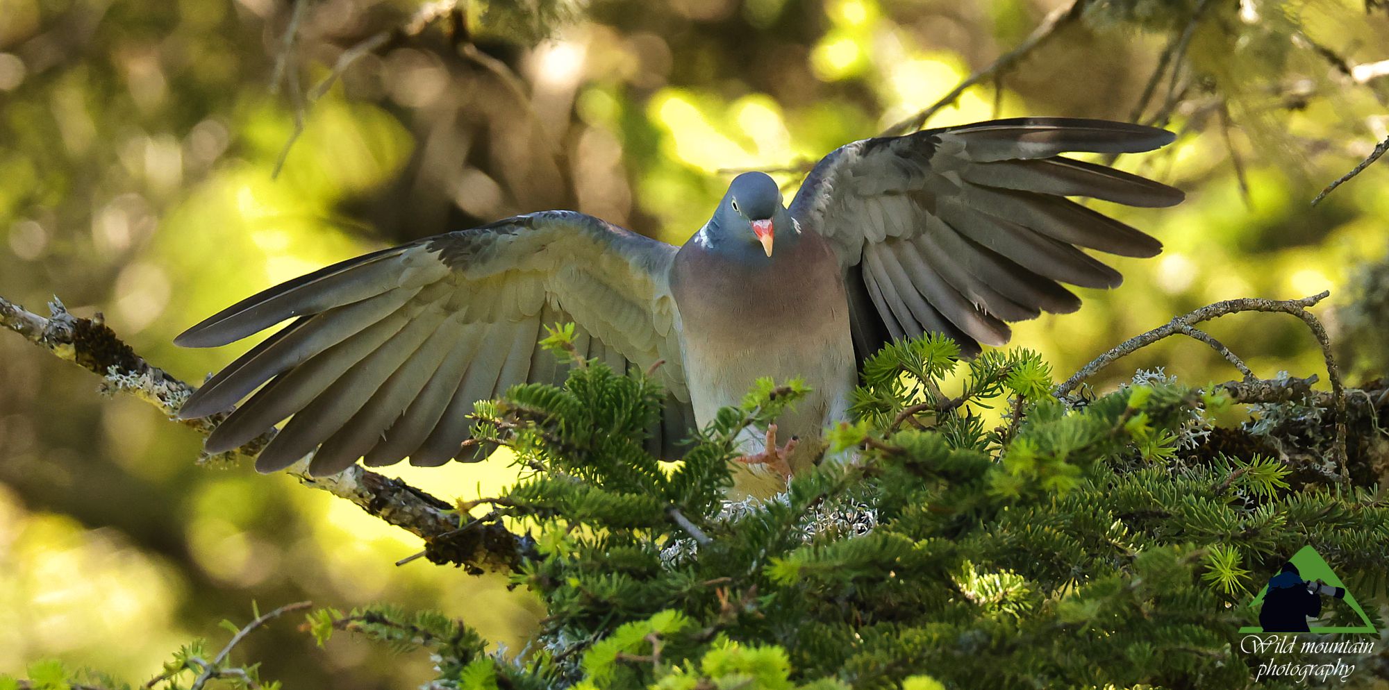 Το ορεινό δάσος του Γράμμου: Φάσσα (Columba palumbus) στα Μακεδονίτικα έλατα