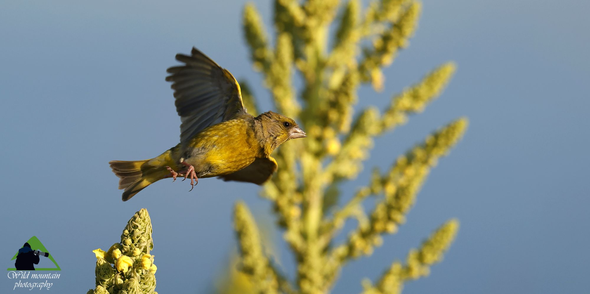 Γράμμος, το τοπίο των Φλώμων: Φλώρος (Chloris chloris) ανάμεσα στα ψηλά Verbascum longifolium