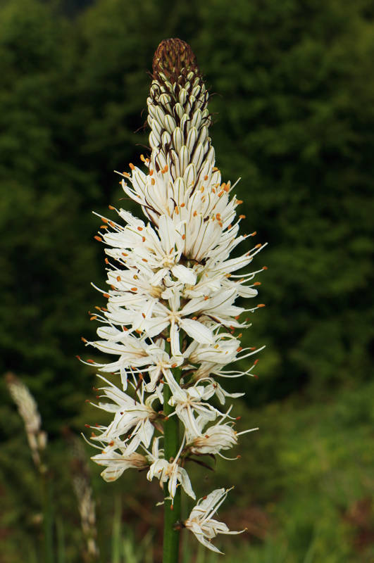 Asphodeline taurica