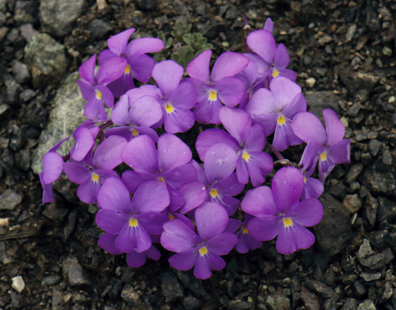 Viola albanica