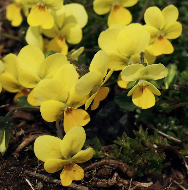 Viola frondosa