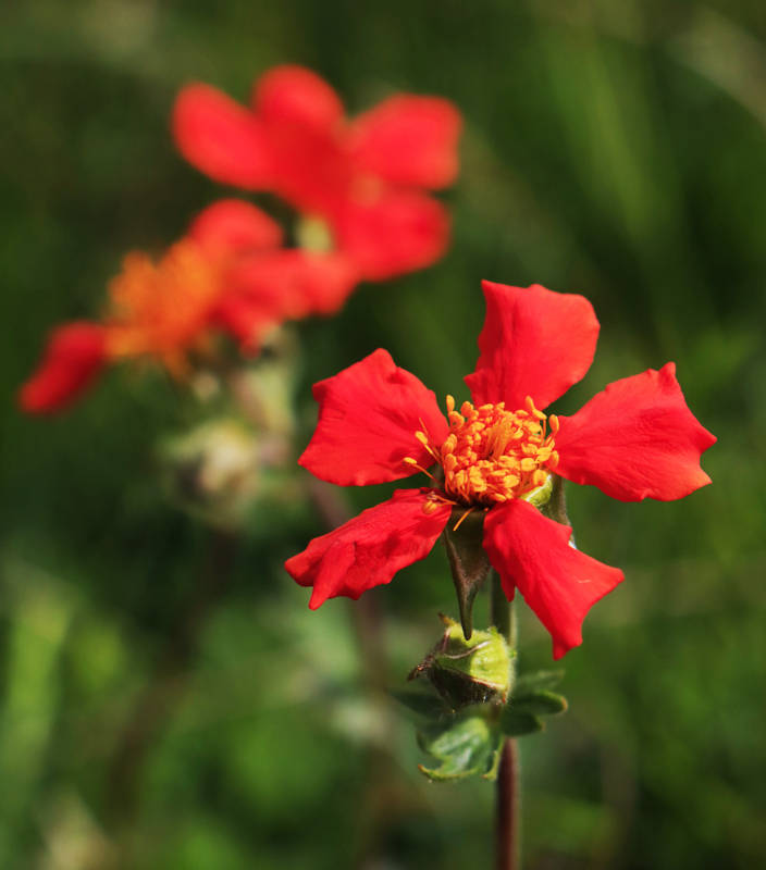 Geum coccineum