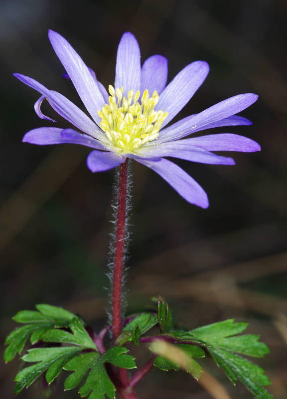 Anemone apennina subsp. blanda Anemone apennina subsp. blanda