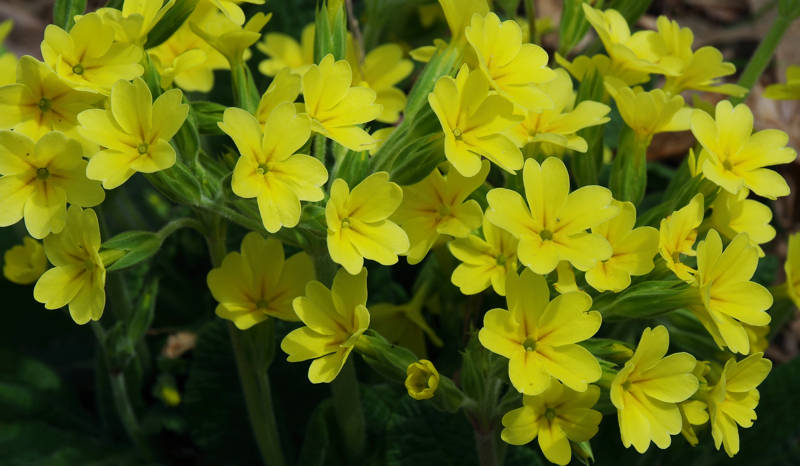 Η κίτρινη Primula vulgaris