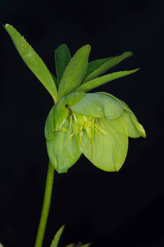 Helleborus cyclophyllus