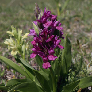 Dactylorhiza_sambucina