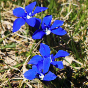 Gentiana verna