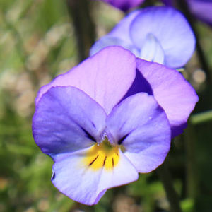 Viola epirota