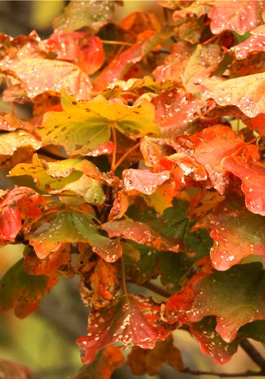 Σφεντάμι (Acer opalus) Καστοριά topoguide