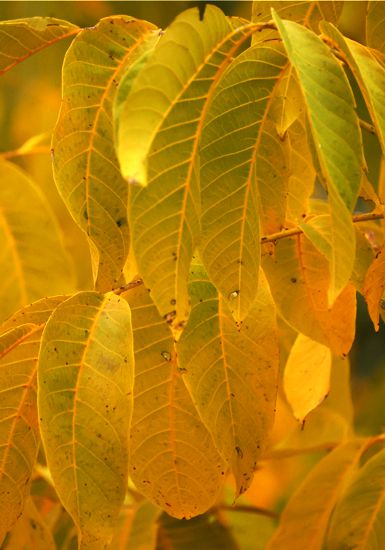 Καρυδιά (Juglans regia) Καστοριά topoguide