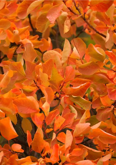 Χρυσόξυλο (Cotinus coggygria) Καστοριά topoguide