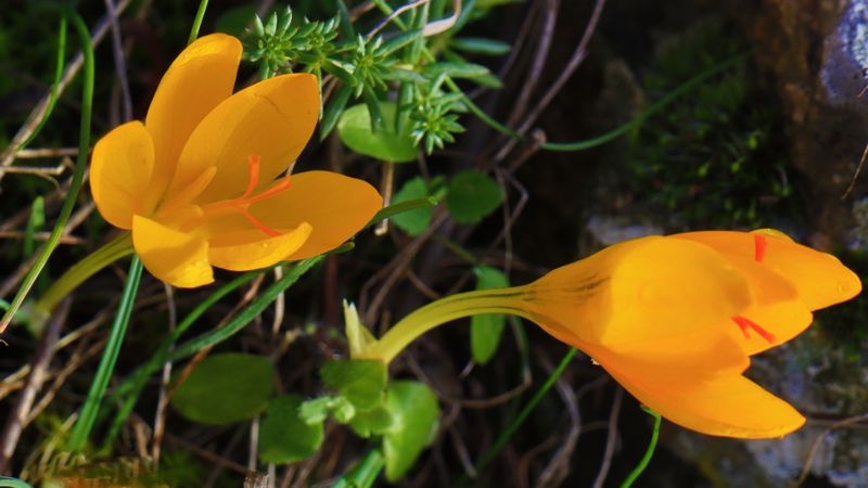 Τα μονοπάτια της Χερσονήσου Καστοριάς: Τα άνθη του χειμώνα