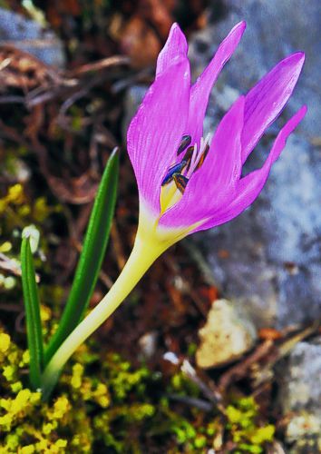 Τα μονοπάτια του Ίστακου Καστοριάς: Colchicum doerfleri