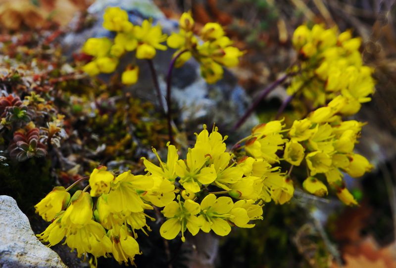 Τα μονοπάτια του Ίστακου Καστοριάς: Saxifraga federici-augusti subsp. grisebachii