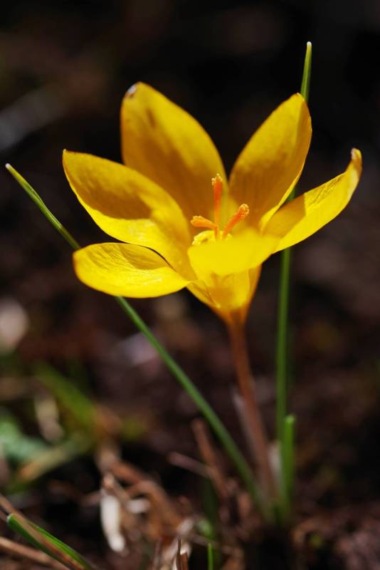 Olympus topoguide: Crocus chrysanthus Olympus topoguide