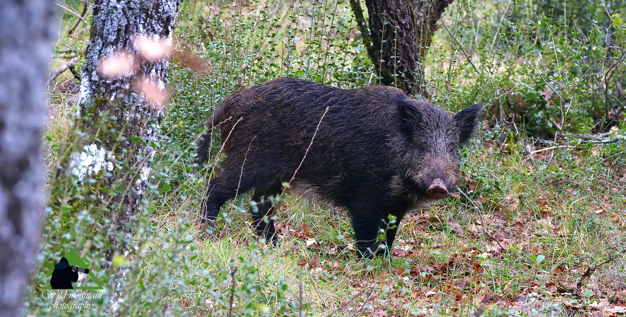 Τα θηλαστικά του Ολύμπου: Αγριογούρουνο στα δρυοδάση της Πέτρας