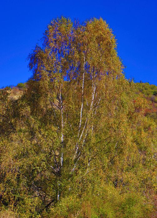 Η βλάστηση των Πρεσπών: Σημύδα (Betula pendula) στο ρέμα Σιρόκα, στα ανάντη του Αγίου Γερμανού Πρέσπα topoguide
