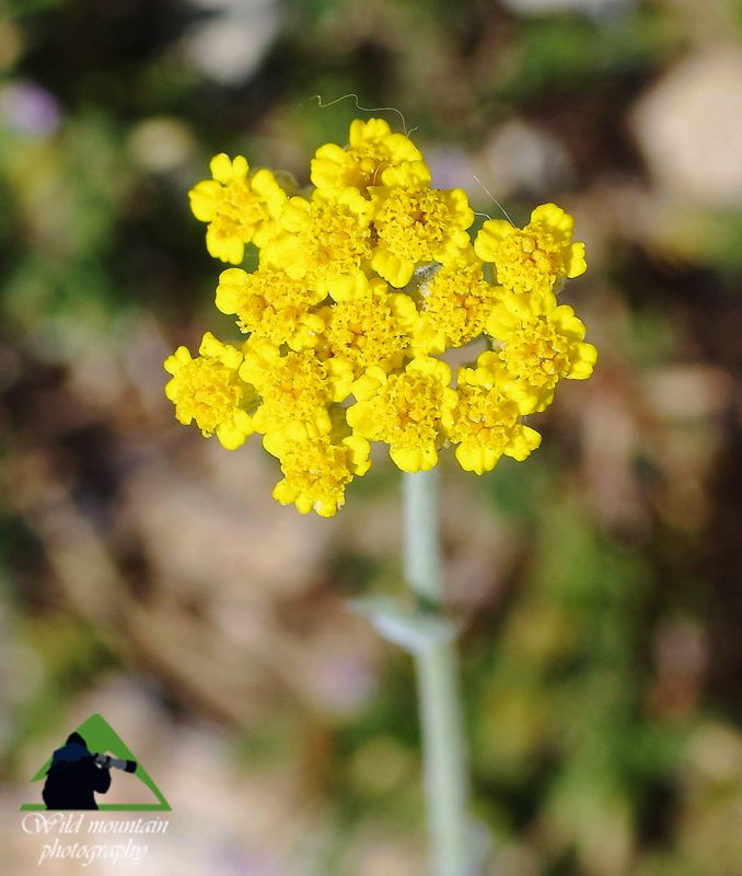 Εθνικό Πάρκο Πρεσπών, Η χλωρίδα του Ντέβα: Achillea holosericea Εθνικό Πάρκο Πρεσπών topoguide