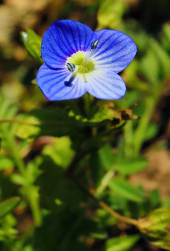 Τα μονοπάτια των Πρεσπών: Veronica chamaedrys subsp. chamaedryoides