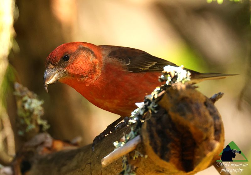 Ροδόπη topoguide