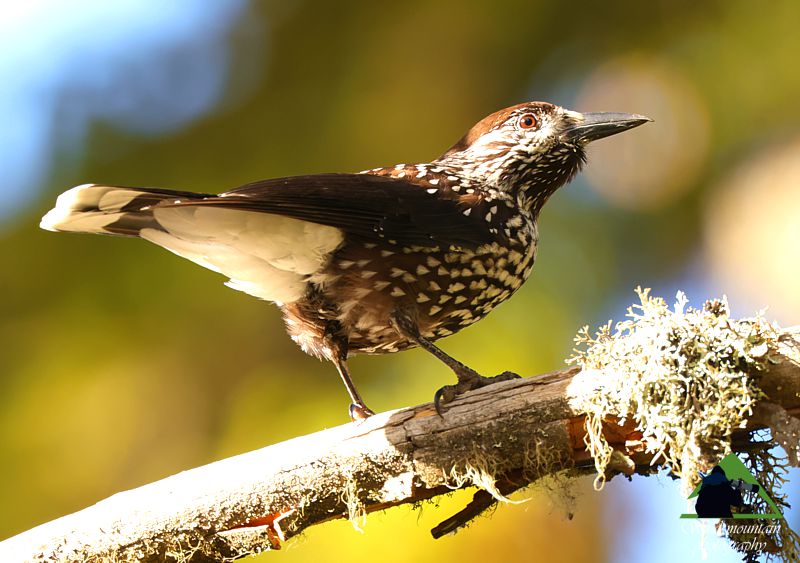 Ροδόπη topoguide