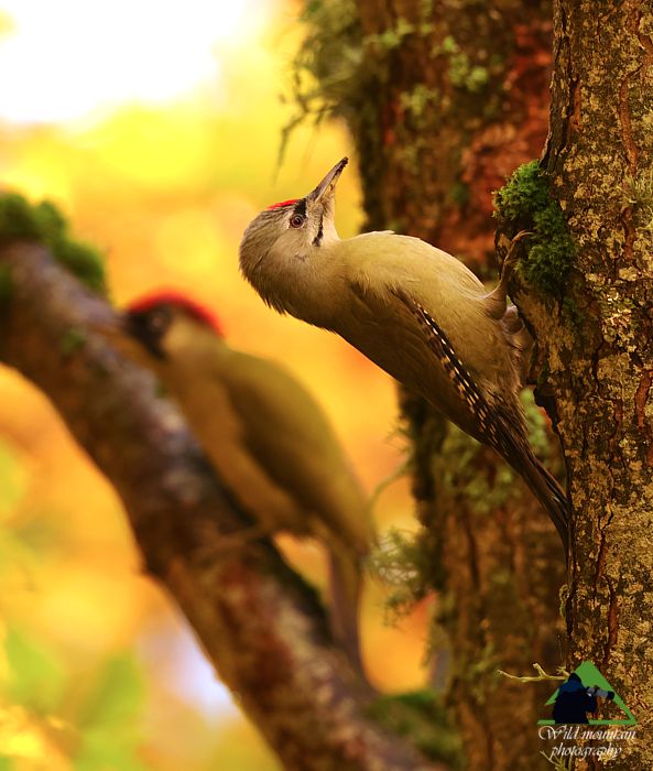 Ροδόπη topoguide