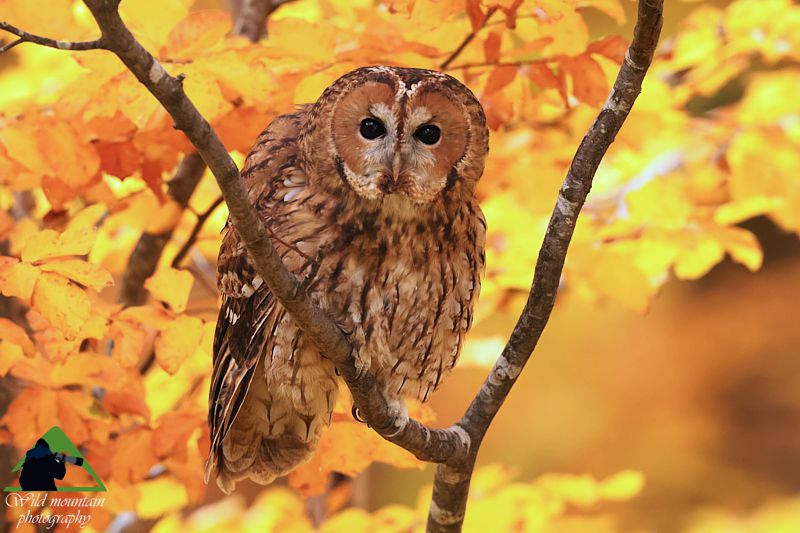 Ροδόπη topoguide