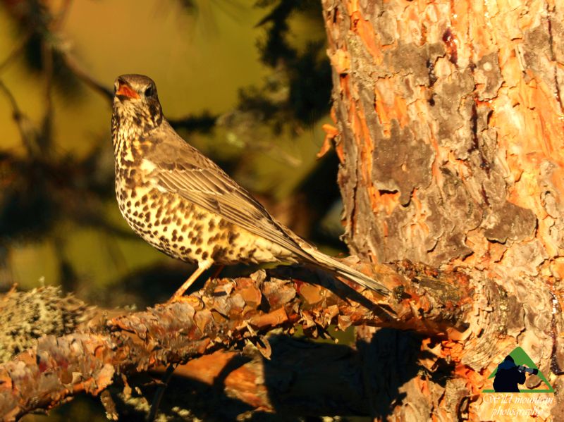 Ροδόπη topoguide