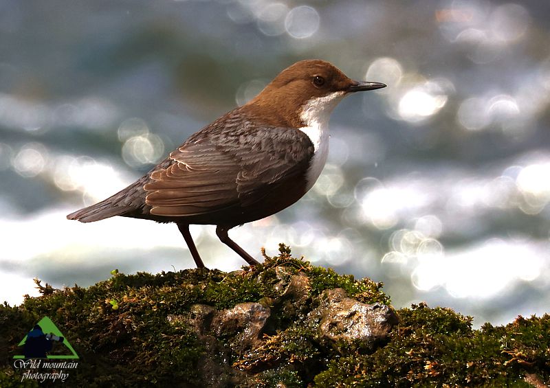 Ροδόπη topoguide