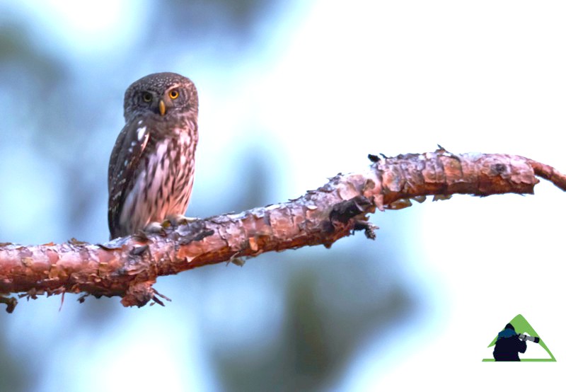 Ροδόπη topoguide