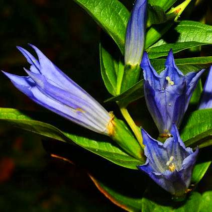 Ε.Π. Ροδόπης topoguide